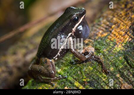 Talamanca Raketenfrosch (Allobates talamancae) ruft, Central Caribbean Foothills, Costa Rica Stockfoto