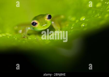 Stachelfrosch (Teratohyla spinosa) Zentral karibische Vorgebirge, Costa Rica. Stockfoto