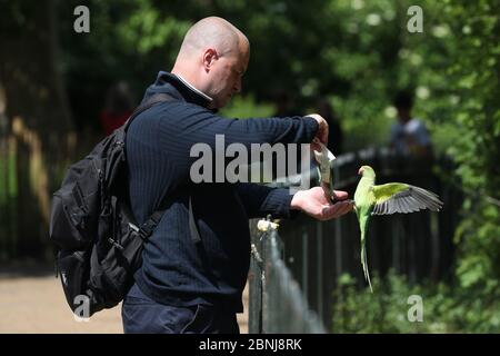 Ein Mann ernährt einen Sittich im Hyde Park in London, nachdem Maßnahmen eingeführt wurden, um das Land aus der Blockierung zu bringen. Stockfoto