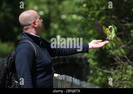 Ein Mann ernährt einen Sittich im Hyde Park in London, nachdem Maßnahmen eingeführt wurden, um das Land aus der Blockierung zu bringen. Stockfoto