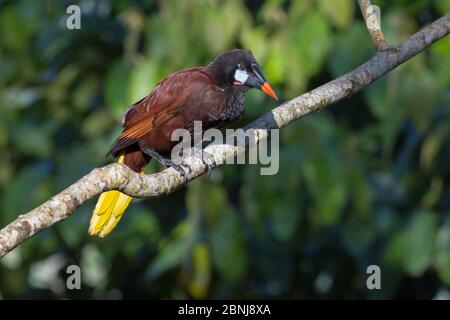 Montezuma oropendola (Psarocolius montezuma) Cordillera de Talamanca Bergkette, Karibische Pisten, Costa Rica Stockfoto