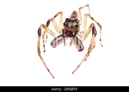 Spinne springen (Salticidae) Männchen zeigt seine riesigen Chelicerae, fotografiert auf einem weißen Hintergrund in mobilen Feld Studio. Cordillera de Talamanca Stockfoto