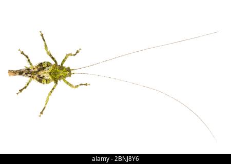 Moos imitiert Katydid (Haemodiasma sp) auf weißem Hintergrund in mobilen Feld Studio fotografiert, Cordillera de Talamanca Bergkette, Caribbean S Stockfoto