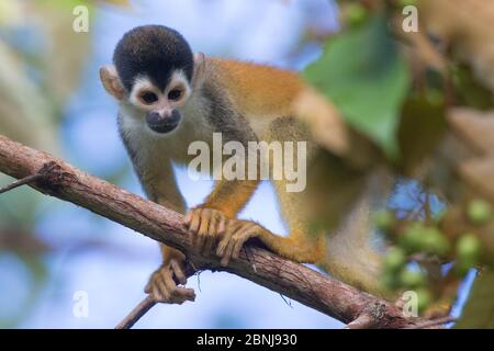 Schwarzkronenaffe Mittelamerikas (Saimiri oerstedii oerstedii) Osa-Halbinsel, Costa Rica. IUCN Rote Liste gefährdete Arten. Stockfoto