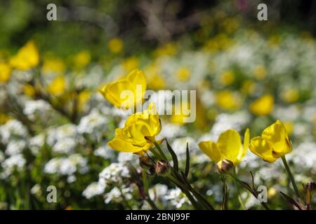 Gelbe Schmetterlinge, die mit Wildblumen in einem Wiesengrasfeld blühen. Benllech, Isle of Anglesey, Wales, Großbritannien Stockfoto