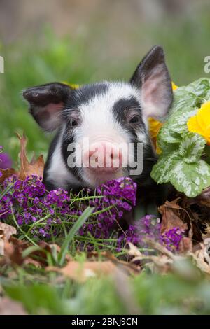 Reinrassige Berkshire Ferkel im Frühlingsgras, Löwenzahn und Gartenblumen, Smithfield, Rhode Island, USA Stockfoto