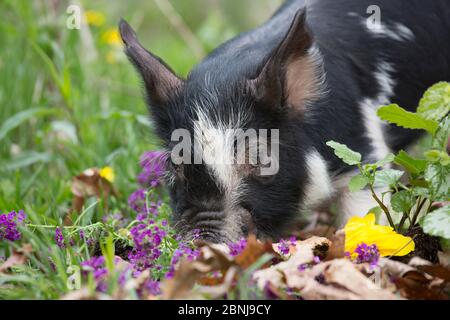 Reinrassige Berkshire Ferkel im Frühlingsgras, Löwenzahn und Gartenblumen, Smithfield, Rhode Island, USA Stockfoto