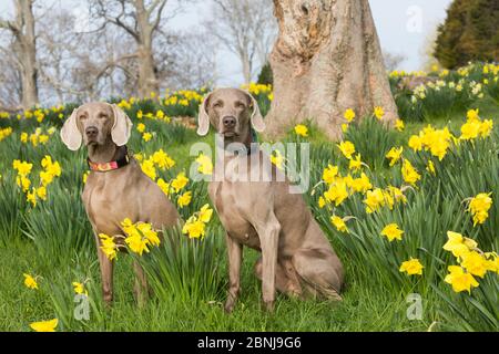 Weibliche reinrassige Weimaraners unter Narzissen Sitzung Anfang Mai, Waterford, Connecticut, USA Stockfoto