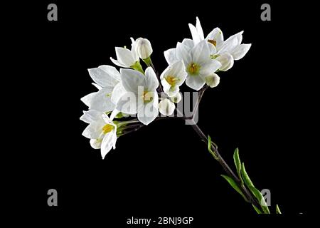 KartoffelstrauchJasminblüte Nachtschatten, Solanum laxum, Kartoffelstrauch. Stockfoto