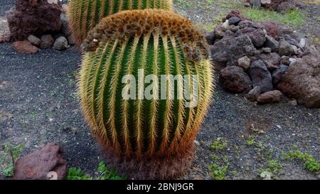 Schwiegermutter-Stuhl Kaktus (Echinocactus grusonii). Stockfoto