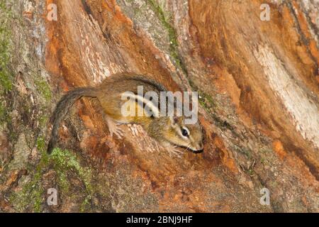 Östlicher Streifenhörnchen (Tamias striatus) auf Rinde am Fuß des Baumes, Mendon, Massachusetts, USA