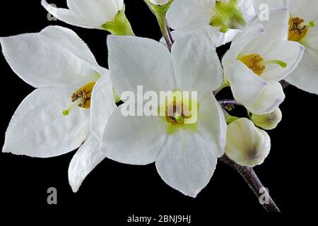 KartoffelstrauchJasminblüte Nachtschatten, Solanum laxum, Kartoffelstrauch. Stockfoto