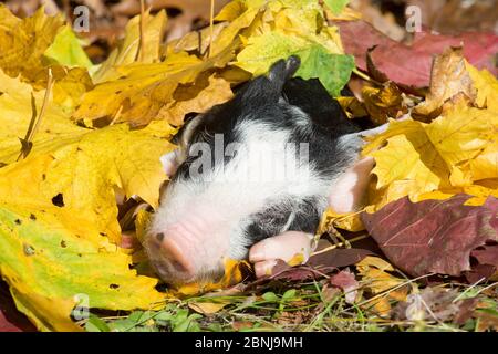 Reinrassige Berkshire Ferkel schlafen, im Herbst Blätter, Smithfield, Rhode Island, USA Stockfoto