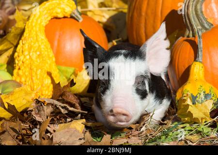 Reinrassige Berkshire Ferkel im Herbst, Smithfield, Rhode Island, USA Stockfoto