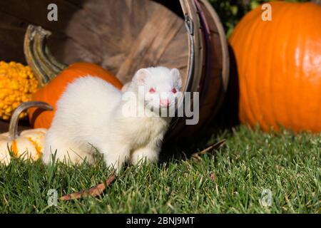 Albino Frettchen in Korb, Norwich, Connecticut, USA Stockfoto