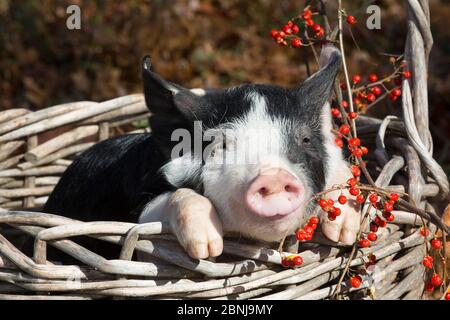 Reinrassige Berkshire Ferkel im Herbst, Smithfield, Rhode Island, USA Stockfoto