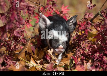 Reinrassige Berkshire Ferkel in Eichenlaub, Smithfield, Rhode Island, USA Stockfoto