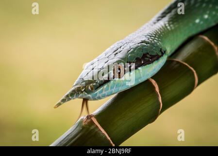 Rhinoceros Ratsnake {Rhynchophis bockengeri} auch bekannt als (Rhinoceros Schlange, Rhino Ratte Schlange, Vietnamese Langnase Schlange oder Green Unicorn) auf Spiral Stockfoto