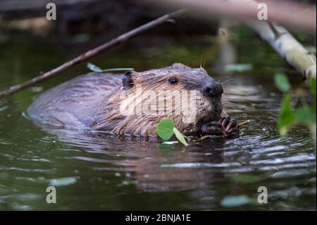 Nordamerikanischer Biber (Castor canadensis), der sich am Rande eines Teiches auf Aspen-Zweigen ernährt. Grand Teton National Park, Wyoming, USA. Juni Stockfoto