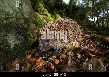 Europäischer oder gewöhnlicher Igel (Erinaceus europaeus), der in Blattstreu auf Futtersuche geht. Isle of Mull, Schottland, Großbritannien, Juni. Stockfoto