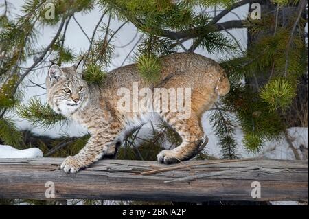 Nordamerikanischer Luchs (Lynx rufus) kratzt / schärft seine Krallen auf gefallenen Baumstamm. Madison River Valley, Yellowstone National Park, Wyoming, U Stockfoto