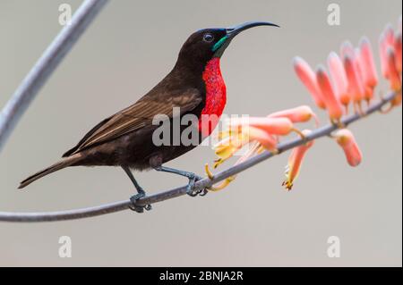 Scharlachrote Sonnenvogel (Chalcomitra senegalensis) Männchen auf Aloe Blume thront. Ndutu Gebiet, Ngorongoro Naturschutzgebiet NCA / Serengeti Nationalpark Stockfoto