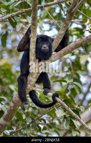 Schwarzer Brüllaffe (Alouatta caraya), der sich im Baldachin des Flusswaldes ausruht. Nebenfluss des Cuiaba Flusses, Mato Grosso, Pantanal, Brasilien. September. Stockfoto