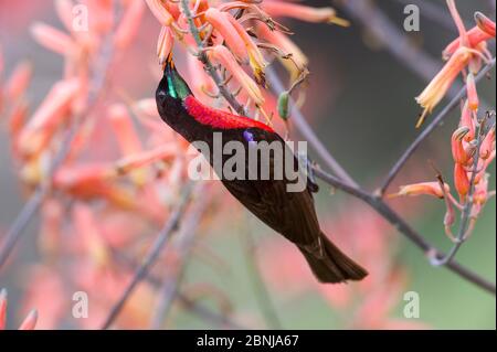 Männliche Scharlachvogel-Sonnenvogel (Chalcomitra senegalensis), der sich auf Aloe-Blüte ernährt. Ndutu Gebiet, Ngorongoro Naturschutzgebiet NCA / Serengeti Nationalpark Stockfoto