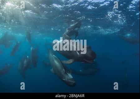 Kurzflossen-grindwal (GLOBICEPHALA MACRORHYNCHUS) pod, Cape Point, Südafrika, März. Stockfoto