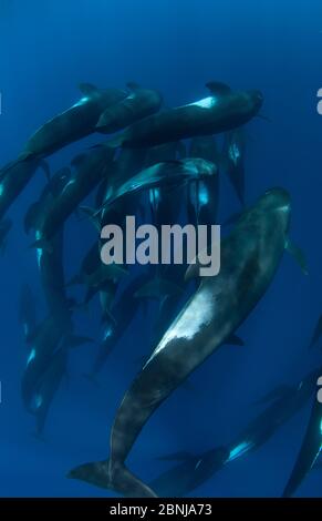 Kurzflossenpilotwal (Globicephala macrorhynchus) mit Kalb, Cape Point, Südafrika, März. Stockfoto