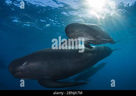 Kurzflossenpilotwal Globicephala macrorhynchus) mit Kalb, Cape Point, Südafrika, März. Stockfoto