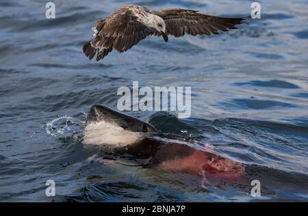 Großer Weißhai (Carcharodon carcharias), der eine Kap-Pelzrobbe unter dem Wasser isst, mit einer Kelp-Möwe (Larus dominicanus), die zum Abschrecken hinüberfliegt Stockfoto
