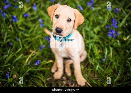 Golden Labrador Welpen mit blauem Kragen sitzt in den Blaubellen, Großbritannien, Europa Stockfoto