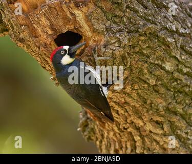 Acorn Woodpecker, Sacramento County California Stockfoto