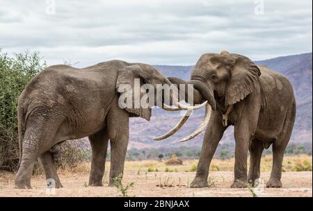 Afrikanischer Elefant (Loxodonta africana), Männchen interagierend, Mana Pools National Park, Simbabwe, Oktober. Stockfoto