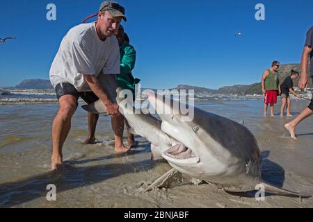 Bronze Whaler Shark (Carcharhinus Brachyurus), in traditionellen seine Netz gefangen und von Fisherman freigegeben, Strand von Muizenberg, Kapstadt, Südafrika, J Stockfoto