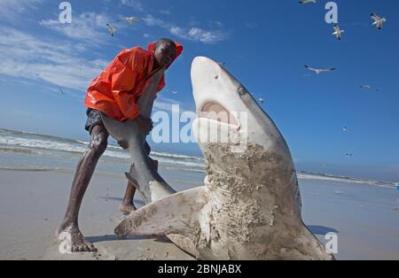 Bronze Whaler Shark (Carcharhinus Brachyurus), in traditionellen seine Netz gefangen und von Fisherman freigegeben, Strand von Muizenberg, Kapstadt, Südafrika, J Stockfoto