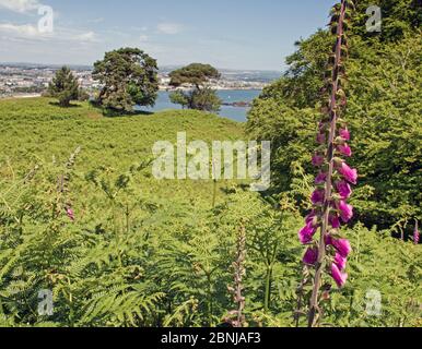 Füchshandschuhe, auch bekannt als Digitalis, und Farne am Mount Edgcumbe Park in Cornwall. Stockfoto