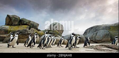 Afrikanischer Pinguin (Spheniscus demersus) Wanderung zum Ufer, Boulders Beach, Kapstadt, Südafrika, März. Stockfoto