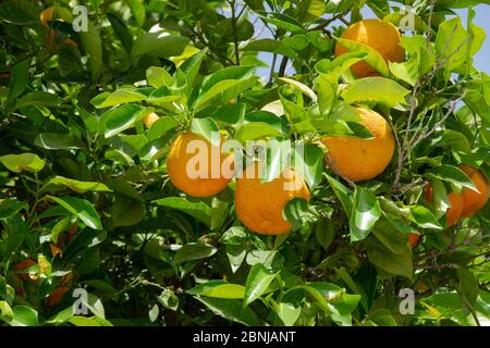 Viele Orangen mit grünen Blättern am Orangenbaum aus nächster Nähe Stockfoto
