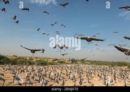 Weitwinkelansicht Demoiselle Krane (Anthropoides virgo) Landung in Chugga Ghar (vogelfütterung Gehäuse), Khichan, westlichen Rajasthan, Indien. Dezember Stockfoto