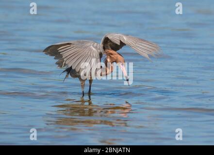 Rötliche Reiher (Egretta rufescens) dunkle Morph, Zucht Gefieder, mit ausgebreiteten Flügeln auf der Suche nach Fisch, Fort De Soto Park, Florida, USA Stockfoto