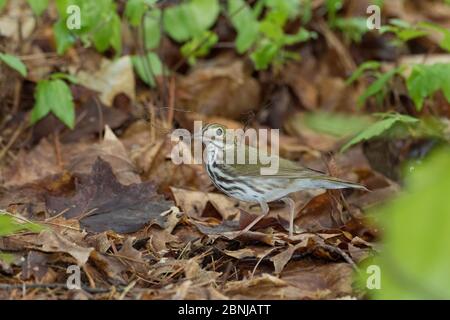 Ovenbird (Seiurus aurocapillus) bringt Nistmaterial zum Nest auf dem Waldboden, Ithacs, NY, USA Stockfoto