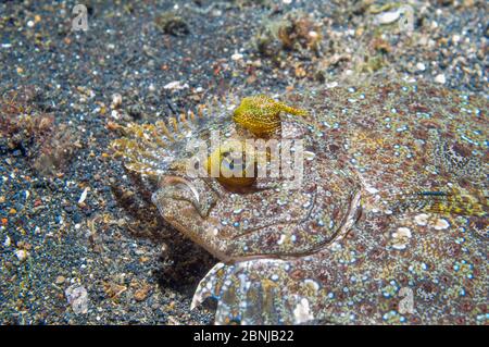 Peacock Flunder (Bothus Lunatus) gerade noch sichtbar am Meeresboden.  Lembeh, Sulawesi, Indonesien. Stockfoto
