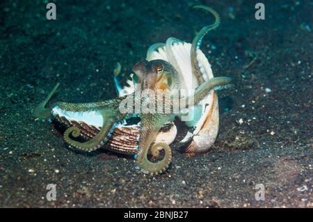 Dieser Krake kann in Sand oder Schlamm begraben werden, aber häufig versteckt sich er in Muscheln oder Stücken von ausrangierten Kokosnussschalen. L Stockfoto