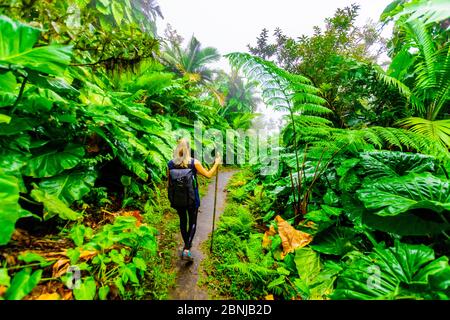 Frau beim Wandern durch die riesigen Elefantenohrpflanzen, Saba Island, Niederländische Antillen, Westindien, Karibik, Mittelamerika Stockfoto