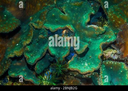 Kohllederkoralle (Sinularia Dura) West Papua, Indonesien. Stockfoto