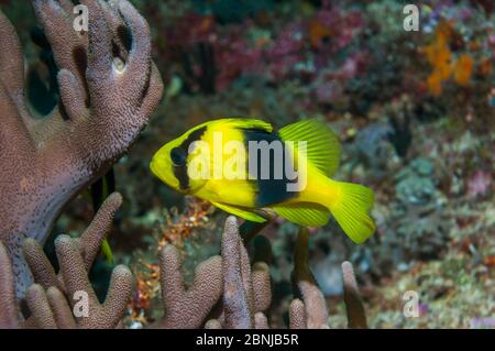 Zweibänderiger Speckfisch (Diploprion bifasciatum) West Papua, Indonesien. Stockfoto