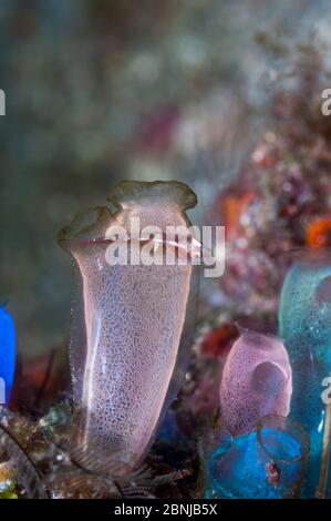 Blauer Knüppel-Seespritzer (Rhopalaea crassa) mit einer kleinen, unbekannten Art. West Papua, Indonesien. Stockfoto