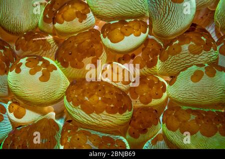 Acoel-Plattwürmer (Waminoa sp) auf Polypen der Bubble Coral (Plerogyra sinuosa) Indonesien. Dieser Plattwurm kann die gesamte Oberfläche einiger Korallen bedecken, Laubhüte Stockfoto